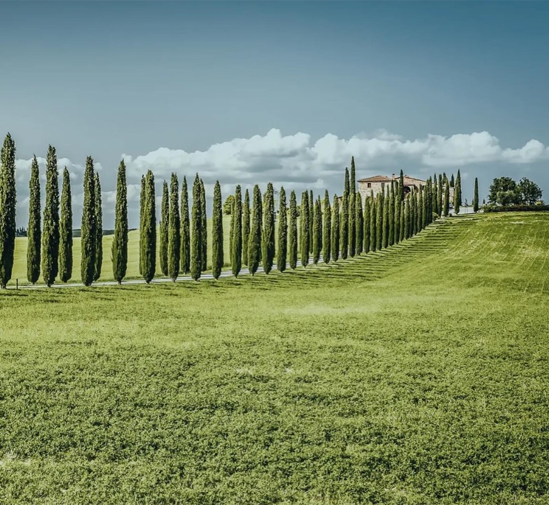 Tuscany cypress road